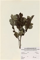 藏品(細葉饅頭果)的圖片